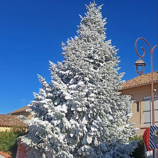 Flocage de sapins de Noël vers Toulon : des décorations féeriques avec neige artificielle biodégradable
